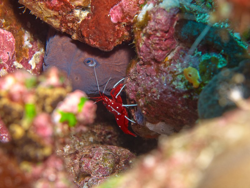 Moray eel, Shrimp, Batee Tokong